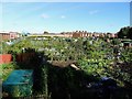 Great Central Road allotments