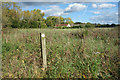 Waymark in the Long Grass