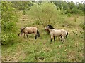 Ponies on rough ground beside Newlands Road