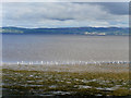 C5521 : Wading Birds on the Shore at Lough Foyle by David Dixon