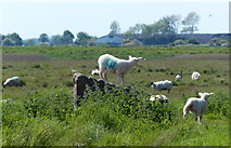 TA3319 : Sheep at the Welwick Saltmarsh Nature Reserve by Mat Fascione
