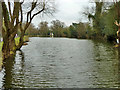 The Long Pond, Totteridge Common