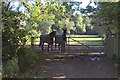 Field gate off Dorney Wood Road