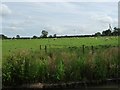 Sheep grazing north-west of Crackshill Farm