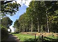 Woodland near St Clears Farm