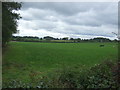 Grazing, Dapple Heath