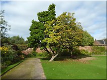 ST2885 : Trees at Tredegar House by Philip Halling