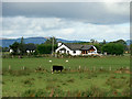 Sheep and Cow near Curragh Road