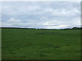 Grazing near Loxley Bank Farm