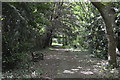 Footpath, Rusthall Common