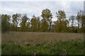 Flood plain of the Little Ouse