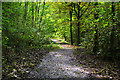 SJ5794 : Path in Red Brow Wood by Gary Rogers