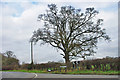 Tree at junction