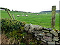 Sheep and dry stone wall, Archill