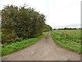 Byway on Westhay Moor