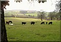 Cattle near Halshanger