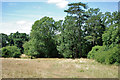 Grassy field by River Mole