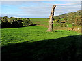 SO3416 : Field on the south side of the B4521 Old Ross Road, Llanddewi Skirrid, Monmouthshire by Jaggery