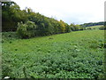 Field alongside Faversham Road