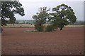 Pond near Alderton