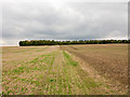 TL7550 : Trees at end of stubble field by Trevor Littlewood