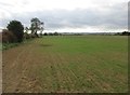 Autumn sown cereal crop near Ryton Grange