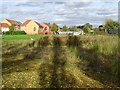 Pond and tree shadows in the Hetley Pearson Recreation Ground