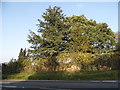 Trees by London Road, Langley