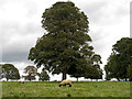 Sheep and tree near Nymans