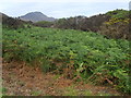 J1809 : Invasive bracken and whins on former pasture land by Eric Jones