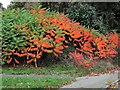 Sumach in autumn, Brede Lane, Sedlescombe