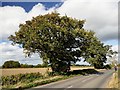 Roadside trees on Dam Lane