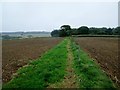 Footpath between ploughed fields