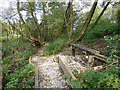 Dingle Wood: Path alongside the Sandbach bypass