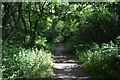 Footpath, Naphill Common