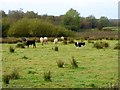H6600 : Cattle at Corglass by Oliver Dixon