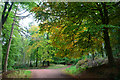 Sedgemoor : Woodland Path