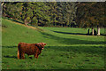 Sedgemoor : Grassy Field & Cattle