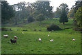 Sedgemoor : Grassy Field & Sheep