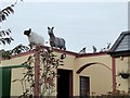 H6903 : Rooftop ornaments on a farm at Rabane by Oliver Dixon