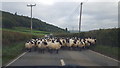 Sheep on the Road near Talgarth Manor