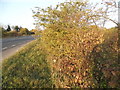 Bush by the A422, Stagsden