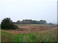 Field towards Mill Hill Plantation