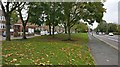 Trees along Aylestone Road in Aylestone