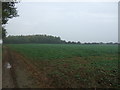 Crop field and woodland near Hubbard