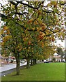 Trees along Wintersdale Road in Leicester