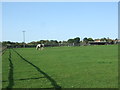 Grazing, Wells-next-the-Sea