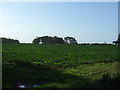 Crop field, New Holkham