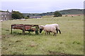 NU1734 : Village sheep... by Bill Harrison