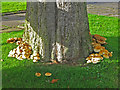 NY8355 : Magic mushrooms at the base of the tree in The Triangle (3) by Mike Quinn